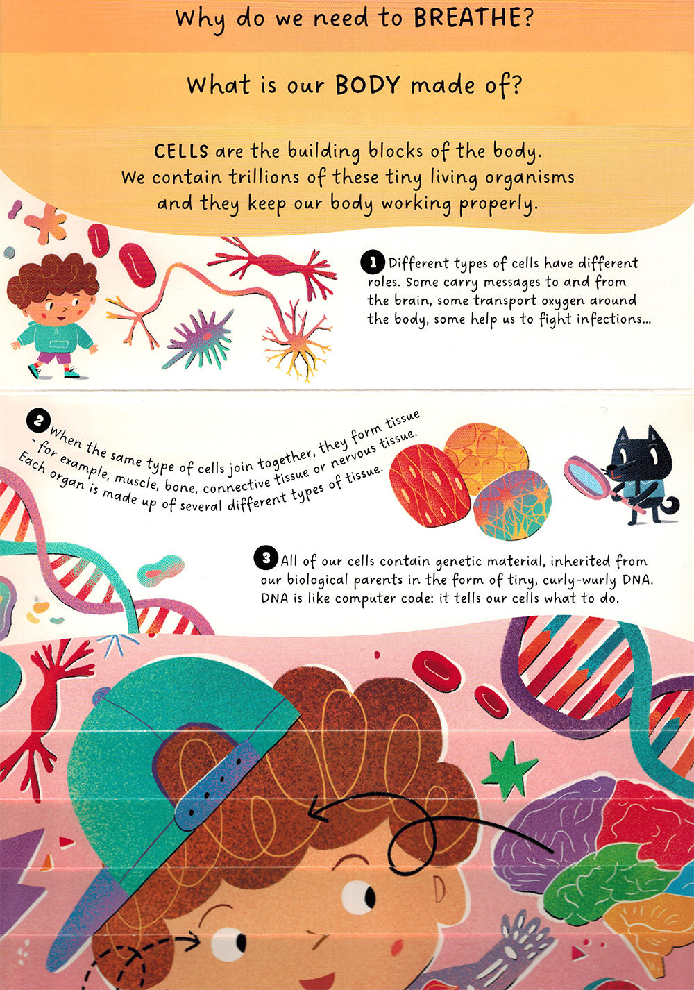 Human Body - Step by Step Questions & Answers