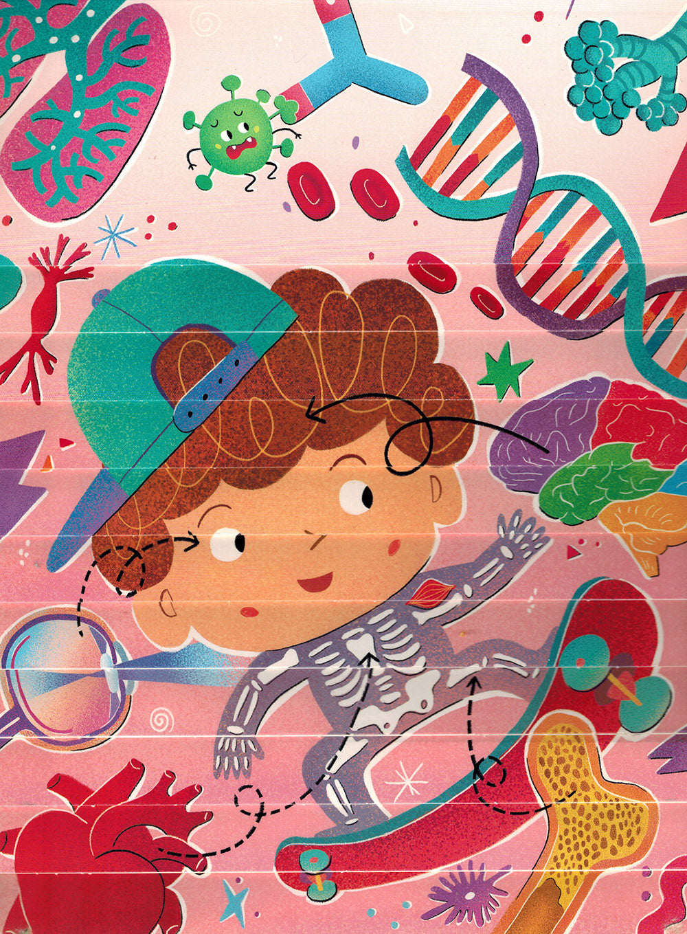 Human Body - Step by Step Questions & Answers