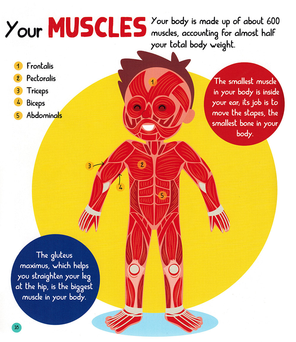 Junior Encyclopedia of The Human Body
