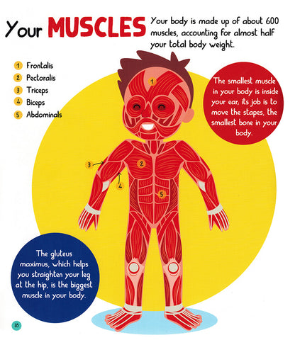 Junior Encyclopedia of The Human Body