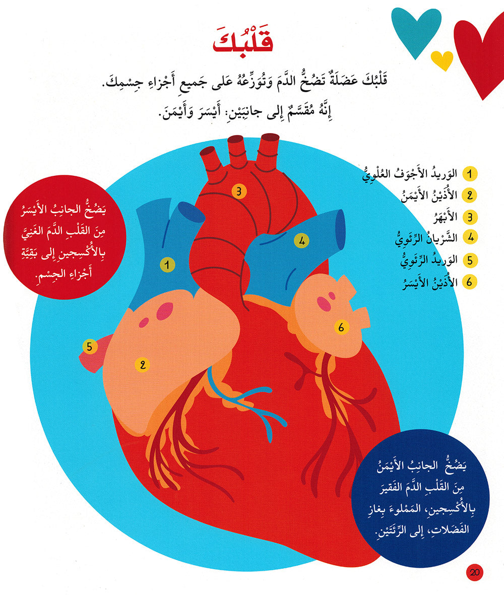 Junior Encyclopedia of The Human Body Arabic |  موسوعة الجسم البشري للمبتدئين عربي