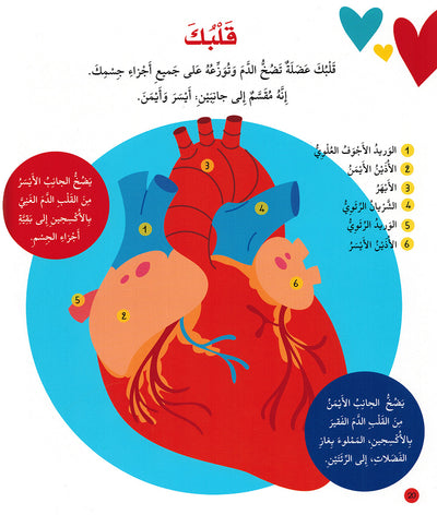 Junior Encyclopedia of The Human Body Arabic |  موسوعة الجسم البشري للمبتدئين عربي